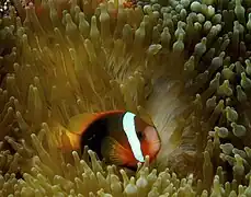 En E. quadricolor, Papúa Nueva Guinea
