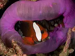 Amphiprion melanopus refugiándose en la abertura de una H. magnifica con los tentáculos recogidos en la columna