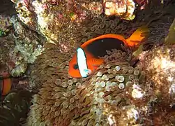 Amphiprion melanopus en Entacmaea quadricolor
