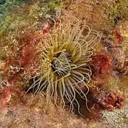 Pachycerianthus dohrni