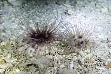 Ejemplares en una cueva en la isla de Gozo (Malta).