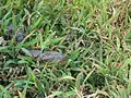 Anaconda