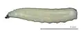 A. serpentina, larva