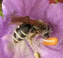 A.  nasonii, hembra