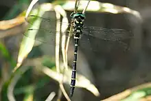 Anotogaster sieboldii sobre una ramita
