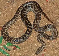 Culebra