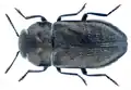 Anthaxia godeti