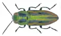 Anthaxia vittula