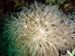Anthelia glauca
