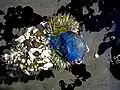A. sola consumiendo el hidrozoo Velella velella.