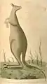 Ilustración de Nodder, publicado por G.K. Shaw.