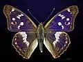 ♂ Apatura ilia