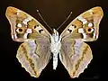 ♂ △ Apatura ilia
