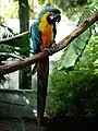 En el World of Birds de Ciudad del Cabo, Sudáfrica.