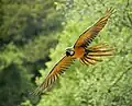 Volando en el zoológico Pont-Scorff en Morbihan, Francia.