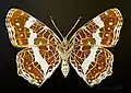 Araschnia levana f. prorsa △