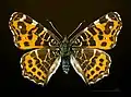 Araschnia levana f. levana