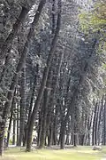 Araucaria columnaris - South China Botanical Garden.