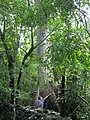Árbol en un bosque de Cinco Pinos.
