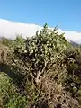 Arbusto de tagasaste en el municipio de El Paso, La Palma.