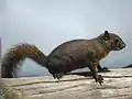 Ardilla Syntheosciurus brochus en el mirador del volcán Poás. Es endémica de Costa Rica y Panamá. En el país se halla solo en el volcán Poás y en el cerro Pittier en la Cordillera de Talamanca.