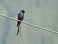 longicaudatus (a 2500 m en Kullu)