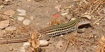 Aspidoscelis gularis