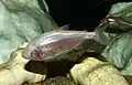 Tetra ciego de la cueva Chica (Astyanax mexicanus).
