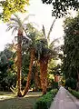 Palmeras en la isla