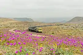 Desierto florido