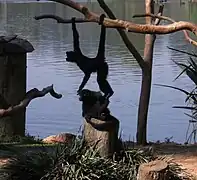 Mono araña