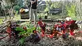 Atelier jardinage.