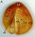 Auranticordis (Marimonadida)