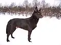Kelpie australiano