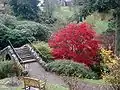 Los colores del otoño en Dawyck.