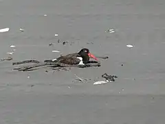 Pilpilén en la arena de la playa Cucao Norte. Isla Grande de Chiloé.