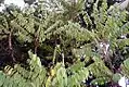 Árbol de Averrhoa bilimbi
