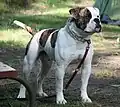 Bulldog americano