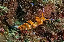 Flabellina babai.
