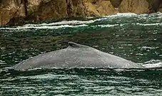 Avistamiento de un rorcual común (Balaenoptera physalus).