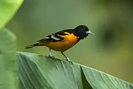 Cacique veranero (Icterus galbula), común de comienzos de setiembre a comienzos de mayo. Fotografiado en Cinchona.
