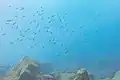 Ejemplares en Tenerife, España.