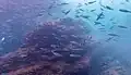 Bogas en la isla de Mouro, Santander, España.