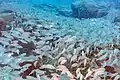 Banco de roncadores (Pomadasys incisus), Tenerife.