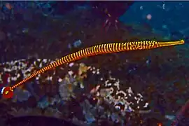 Dunckerocampus pessuliferus
