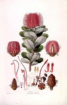 Ilustración de Banksia coccinea por Ferdinand Bauer en 1813