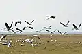 Gansos en vuelo.