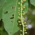 Pimpollos de flor en  Kolkata, Bengala Occidental, India.