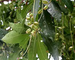 Frutos en  Calcuta, Bengala Occidental, India.