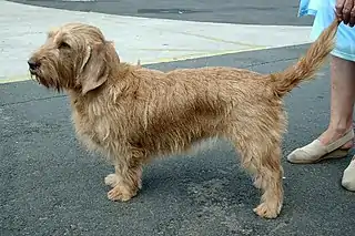Basset leonado de Bretaña